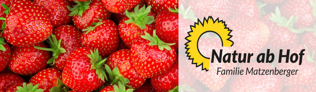 Bio-Erdbeeren der Familie Matzenberger
