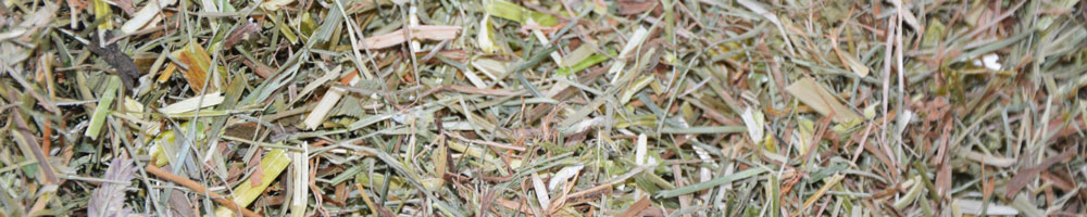 fein geschnittenes Heu